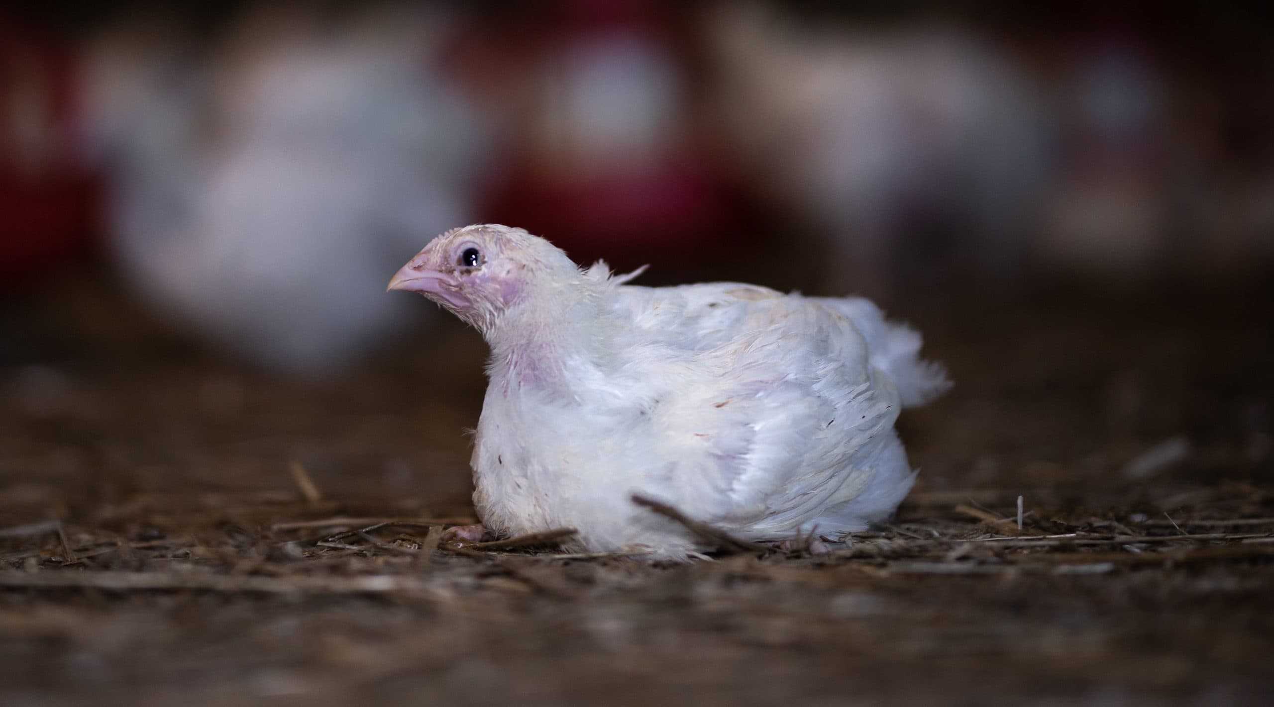 A young fast‑growing chicken bred to suffer laying on the floor, looking emotively at the camera with a glistening eye.