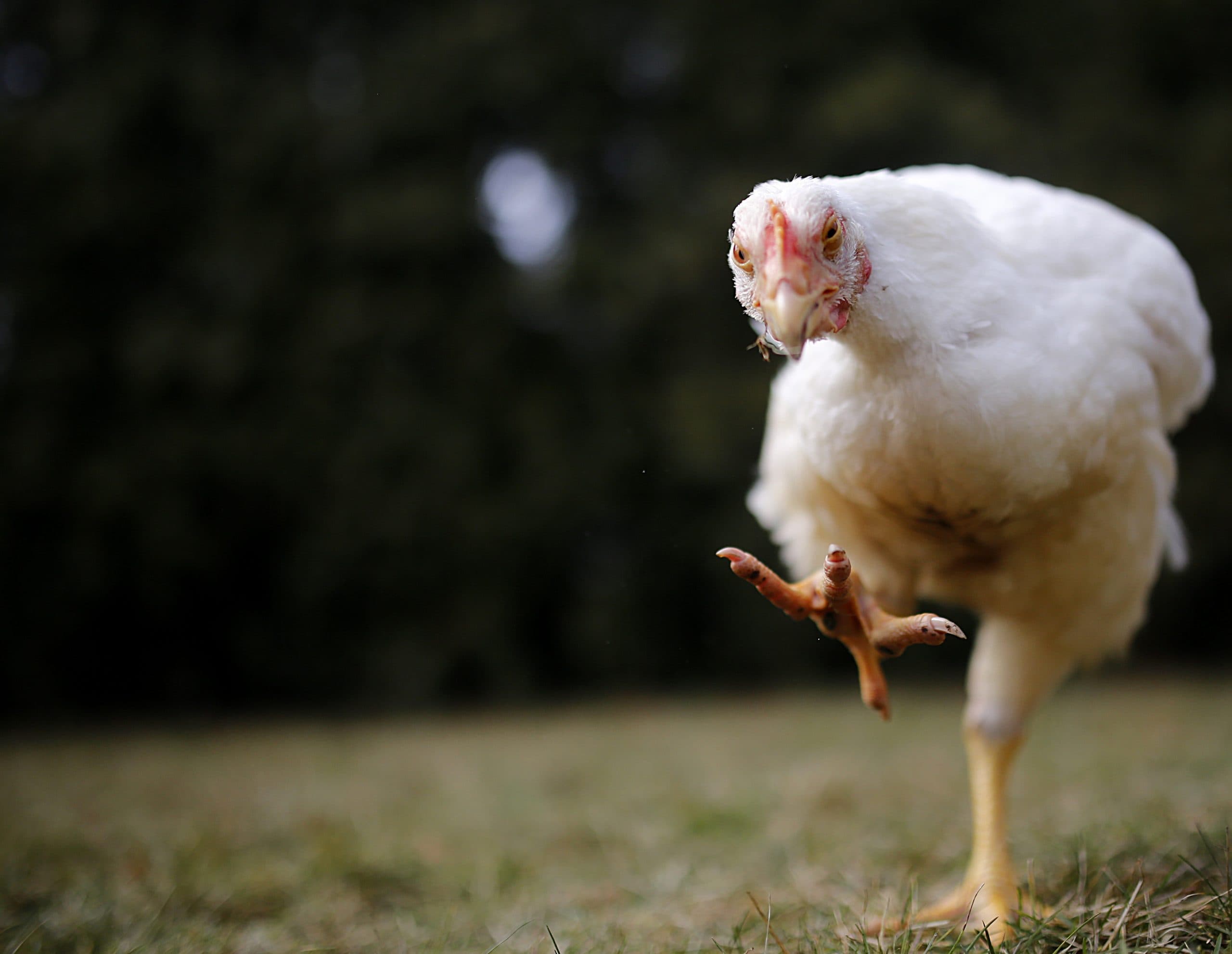 A white broiler chicken - chicken raised for meat - determinedly stepping forward across some grass.