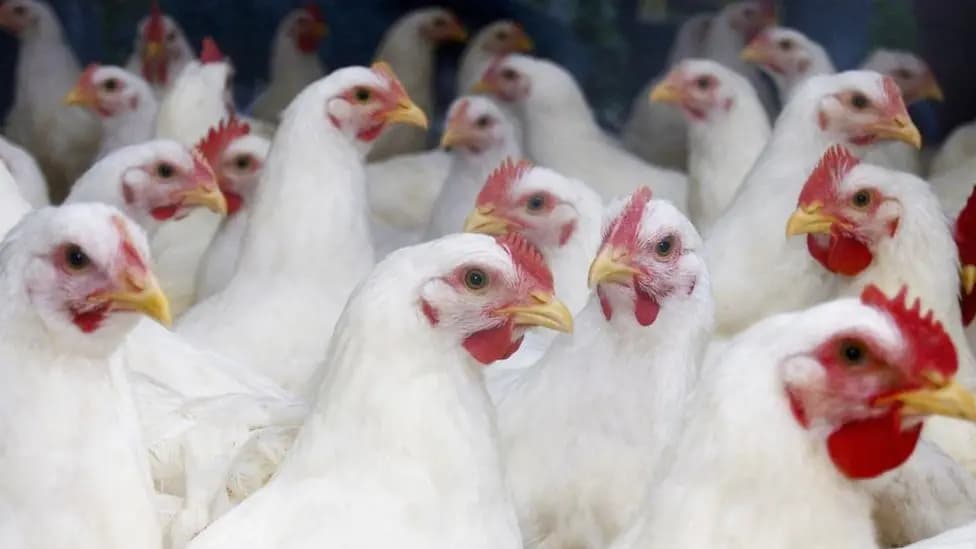 A crowd of white broiler chickens. This picture was featured in the BCC article about hock burn.