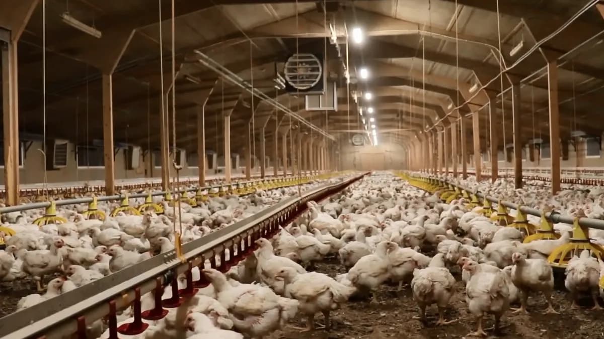 A barn full of white broiler chickens. This picture was featured in The Times article about frankenchickens.