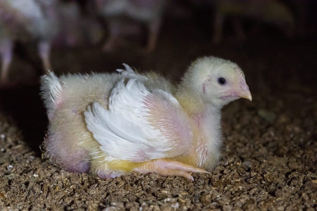A young chicken lying on the floor of a barn, looking at the audience