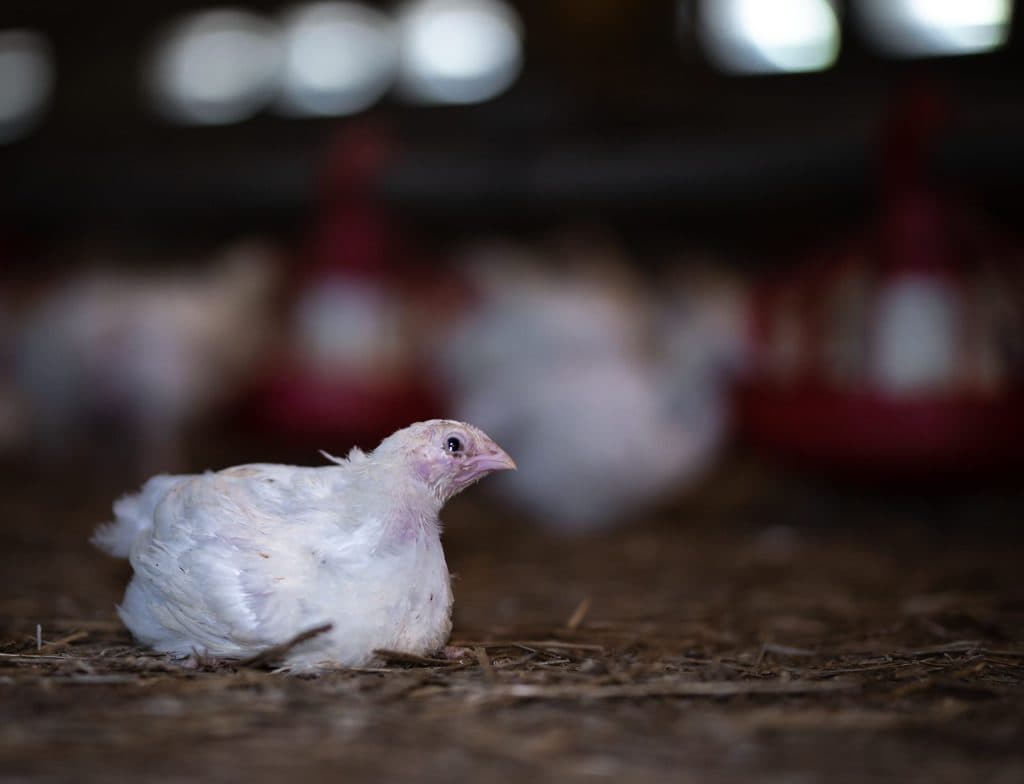 A young chicken sits on the ground looking at the audience with a glistening eye