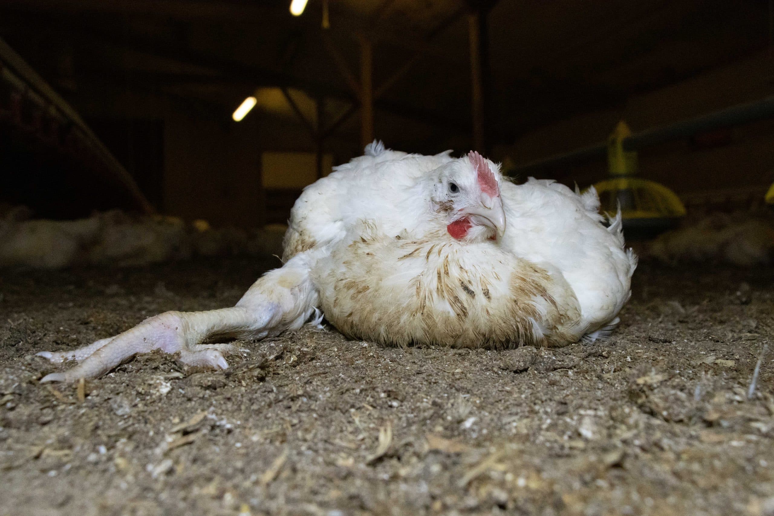 A fast-growing chicken breed suffering from lameness.