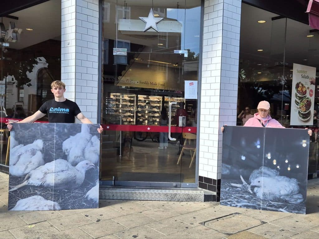 Activists holding signs about frankenchickens outside a Pret cafe on Clarence Street in Kingston